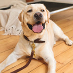 Classic Leather Collar