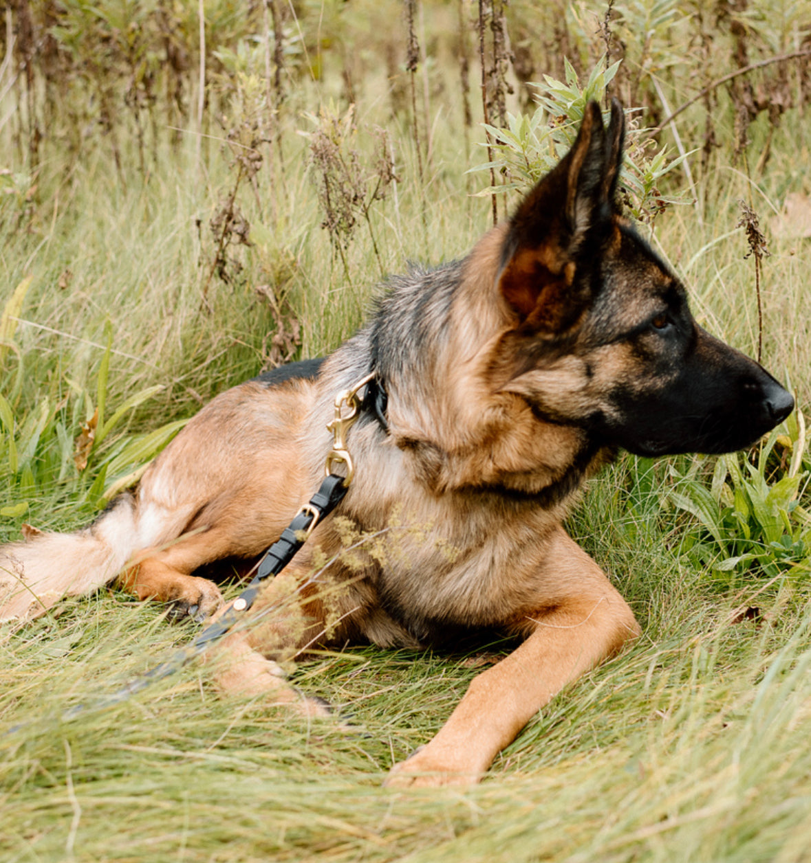 Rein Style Leather Leash image 3