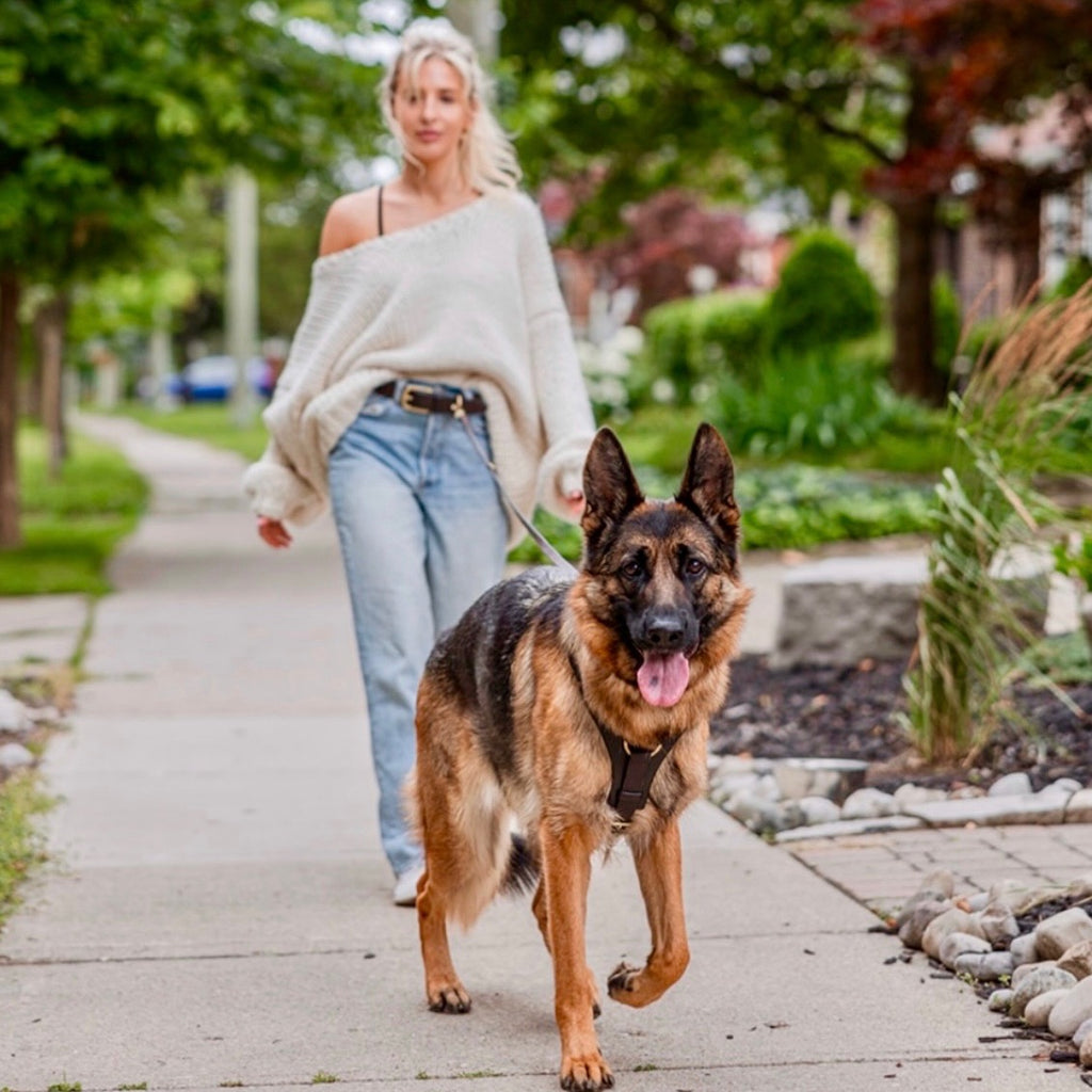 Padded Leather Harness image 7
