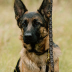 LUXE Laced Leather Leash image 0