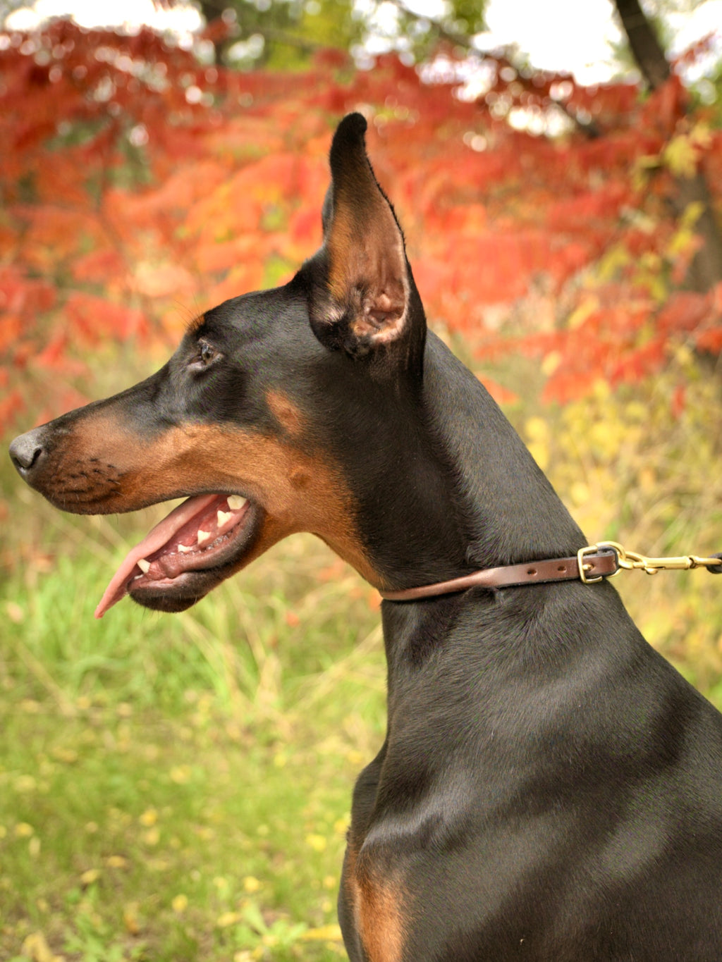 LUXE Rolled Leather Collar image 5