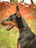 LUXE Rolled Leather Collar image 5